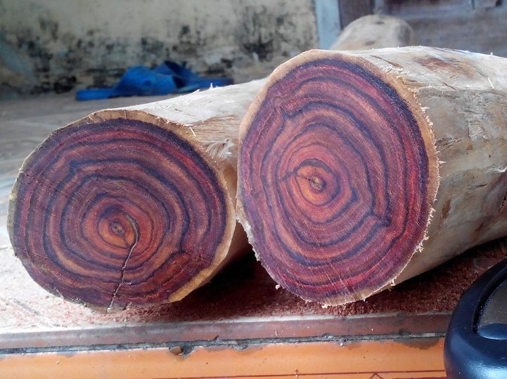 GỖ SƯA