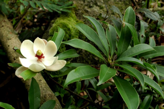 cây gỗ vàng tâm